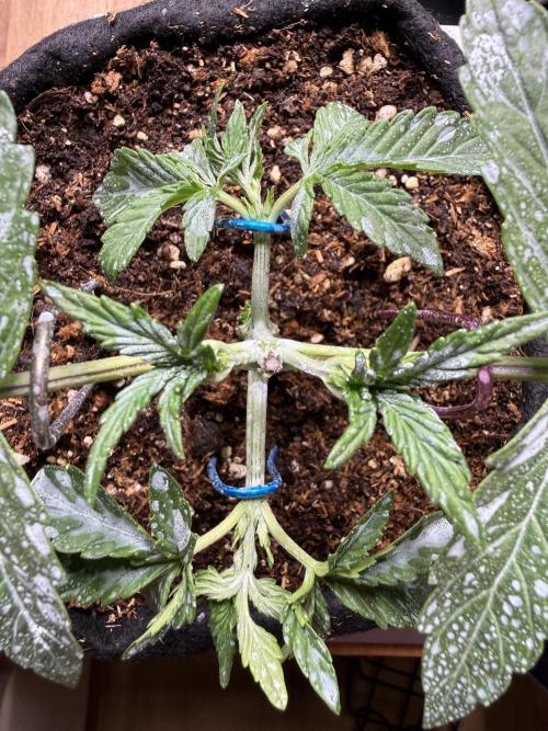 Runtz auto 2. Week 2 - some LST done 
