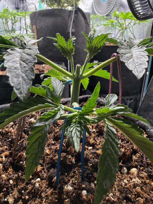 Runtz auto 2. Week 2 - looking forward