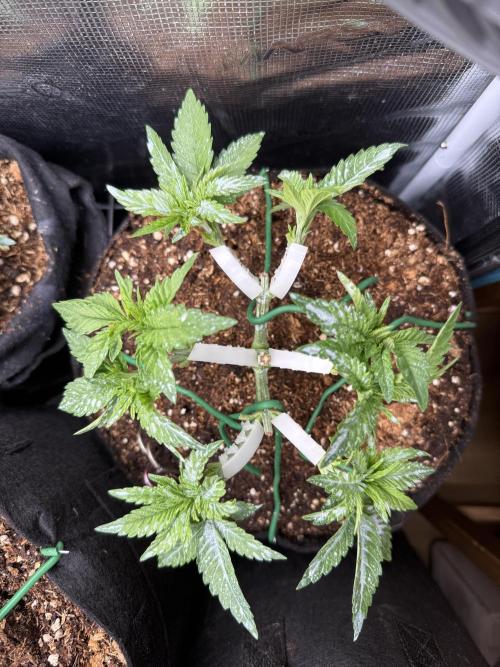 Time to experiment my theory on auto. Week 4