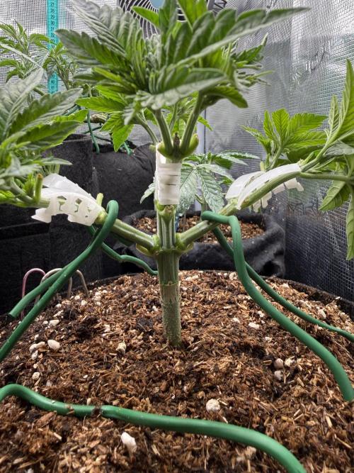 Time to experiment my theory on auto. Week 4