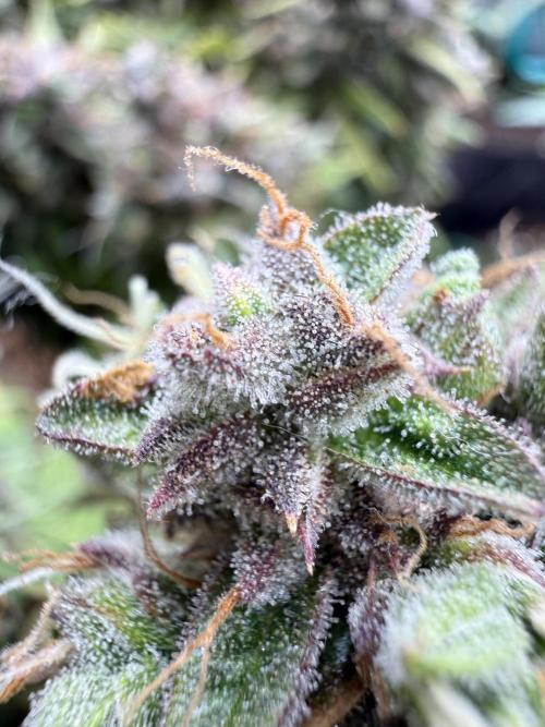 Critical Kush Auto. Week 12