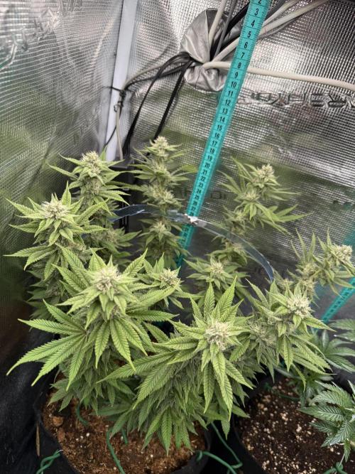 Primera fotopereodica GG4#. Week 12