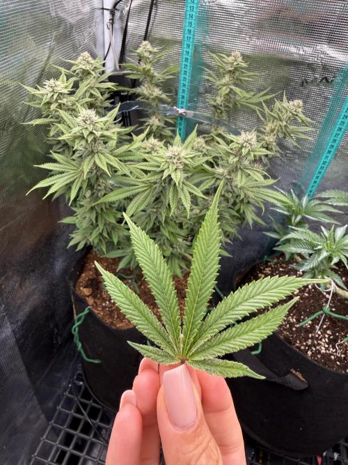 Primera fotopereodica GG4#. Week 12