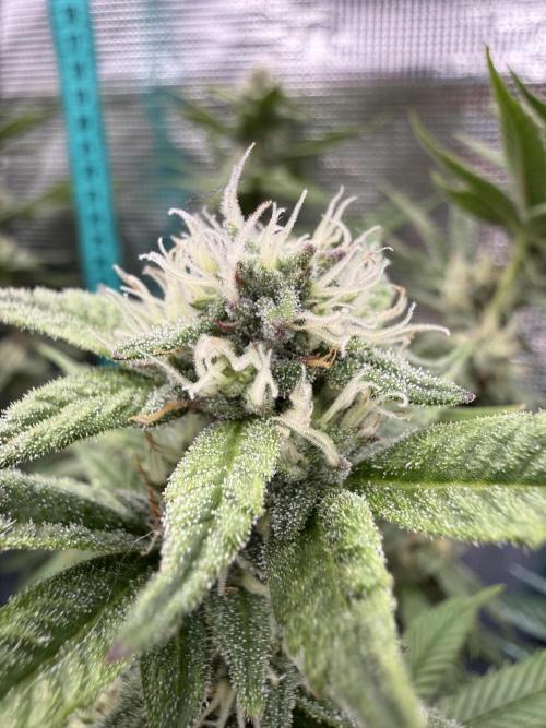 Primera fotopereodica GG4#. Week 12