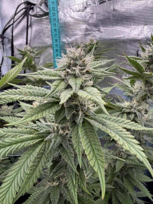 Primera fotopereodica GG4#. Week 12