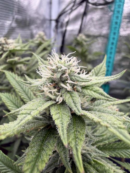 Primera fotopereodica GG4#. Week 12