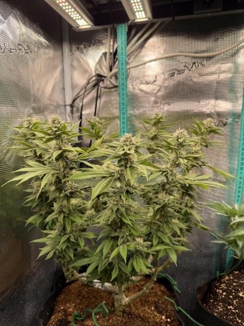 Primera fotopereodica GG4#. Week 12