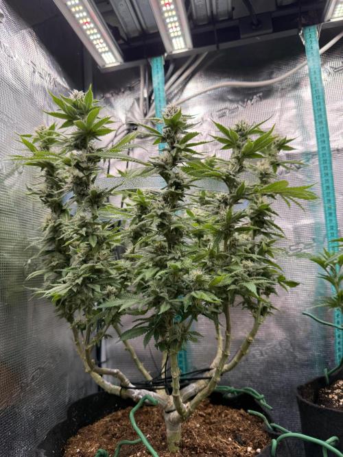 Gorilla Glue 4#. Week 12
