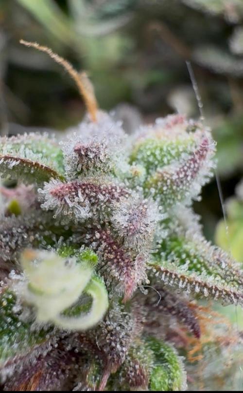 Critical Kush Auto. Week 12