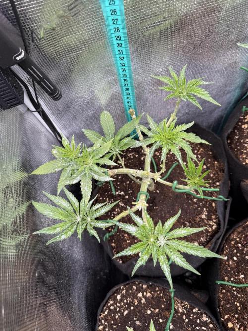 White Russian Runtz). Week 6