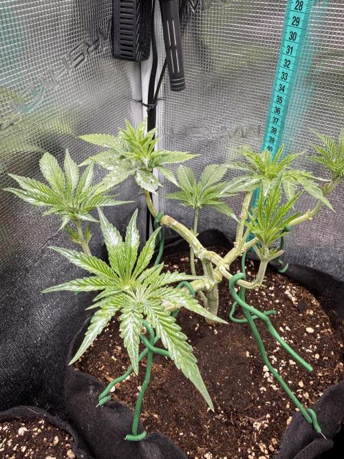 White Russian Runtz). Week 6