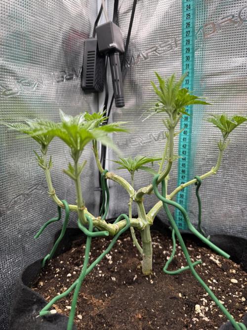 White Runtz. Week 6
