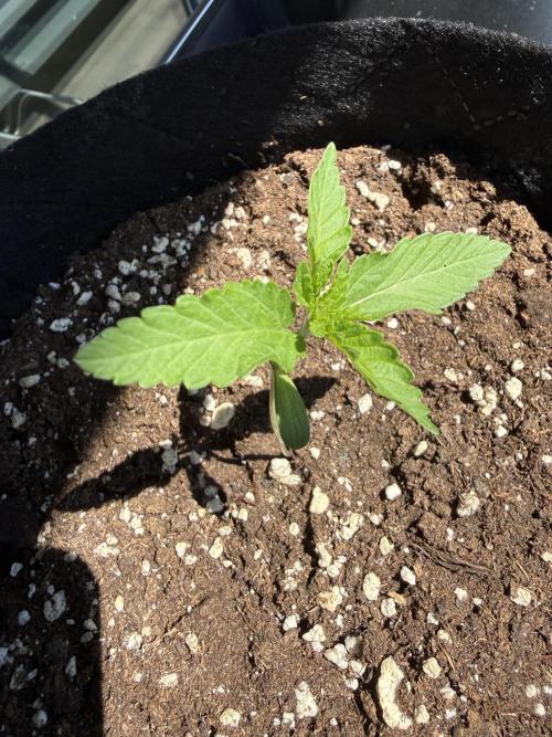 Outdoor experience GG4#. Week 2 - 10 days