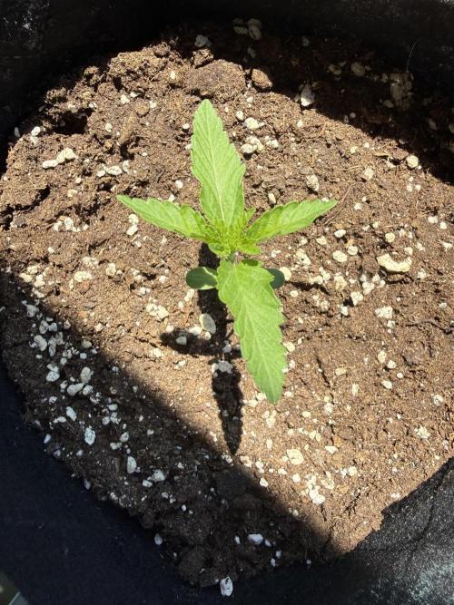 Outdoor experience GG4#. Week 2 - 10 days