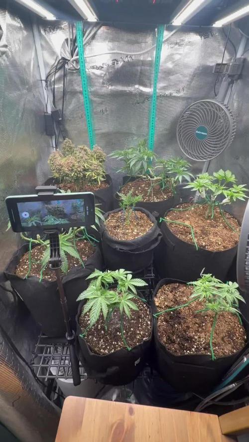 Hasse Grow Box