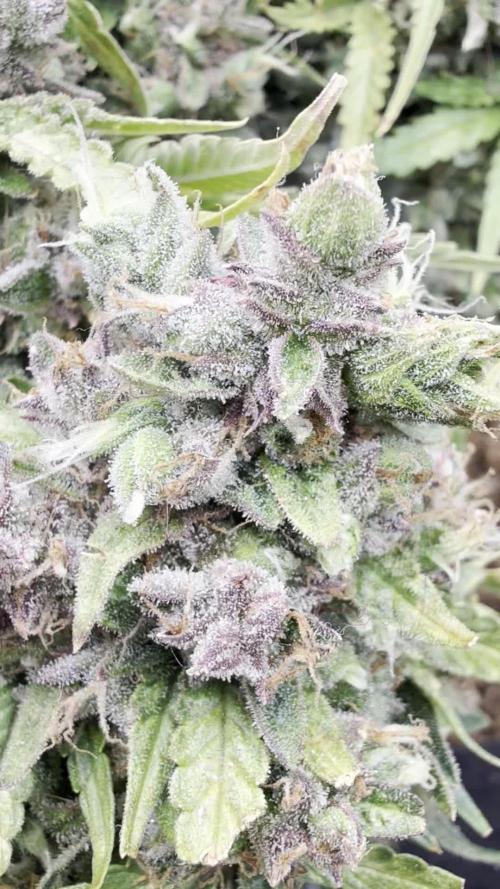 Hasse Grow Box