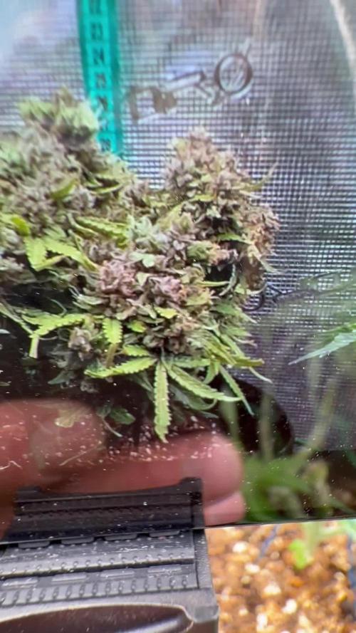 Hasse Grow Box