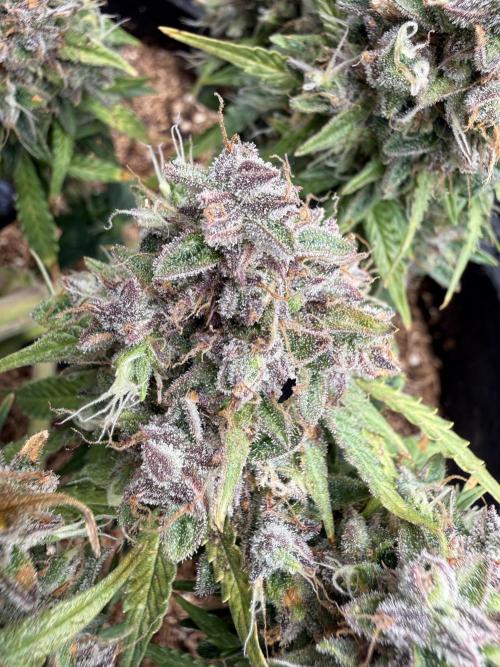 La semilla de mi hijo.My sons choice. Week 12