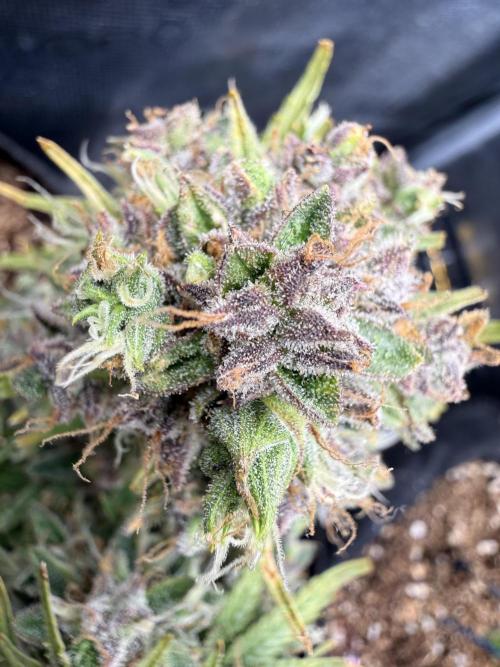 La semilla de mi hijo.My sons choice. Week 12