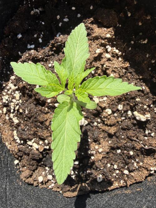 Outdoor experience GG4#. Week 2 - 11 days