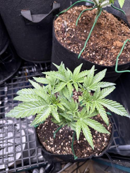 all eyes on weed. Week 5