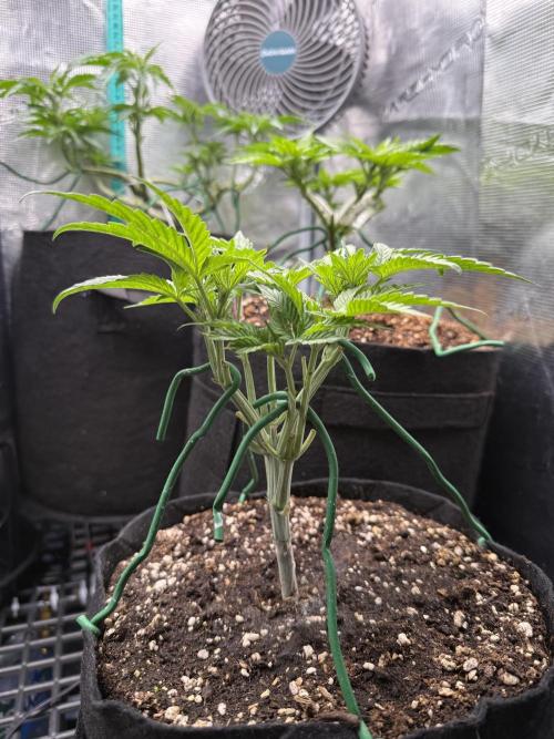 RS11 x Banana OG. Week 5