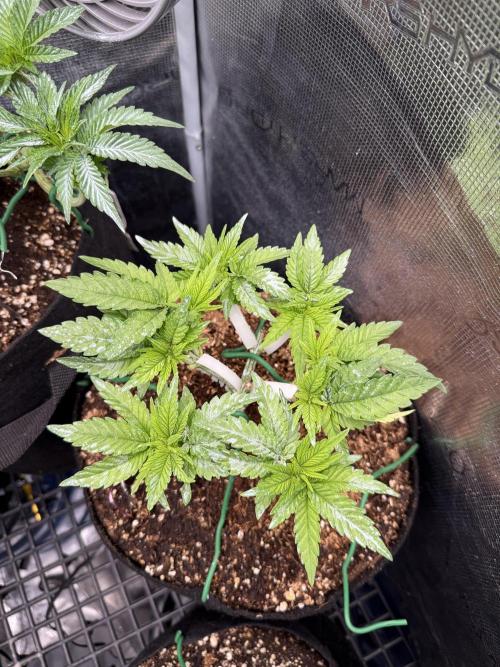 Time to experiment my theory on auto. Week 4
