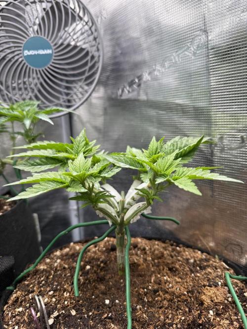 Time to experiment my theory on auto. Week 4 - beginiing of a day