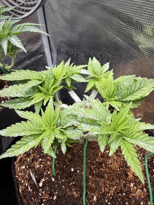 Time to experiment my theory on auto. Week 4 - 4 hours of co2 sessions