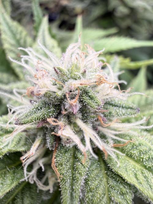 Primera fotopereodica GG4#. Week 13