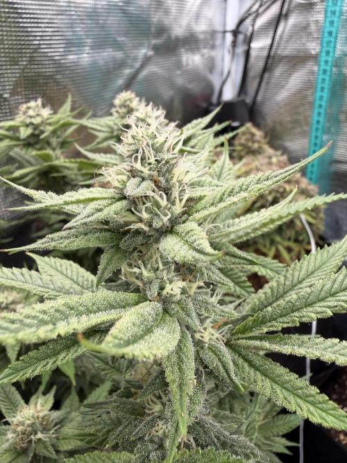 Primera fotopereodica GG4#. Week 13