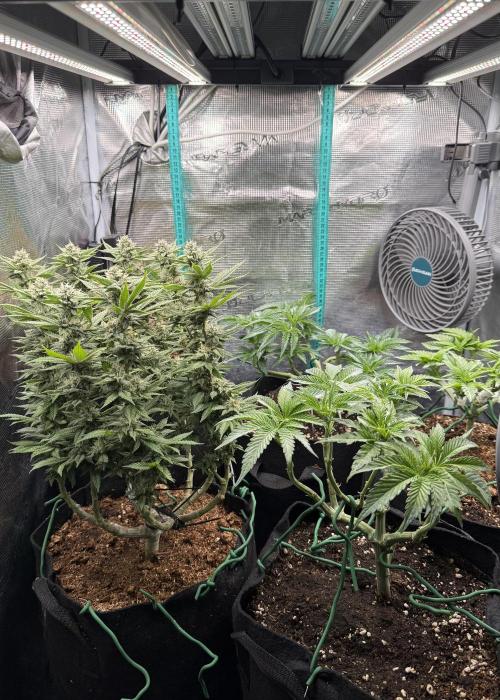 Primera fotopereodica GG4#. Week 13