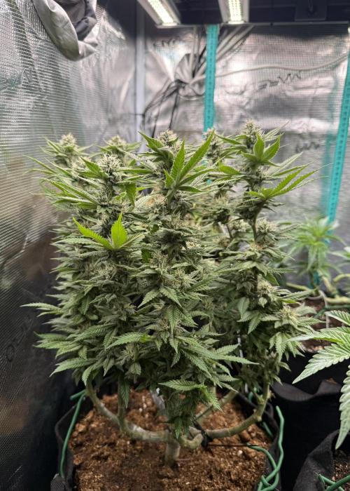 Primera fotopereodica GG4#. Week 13