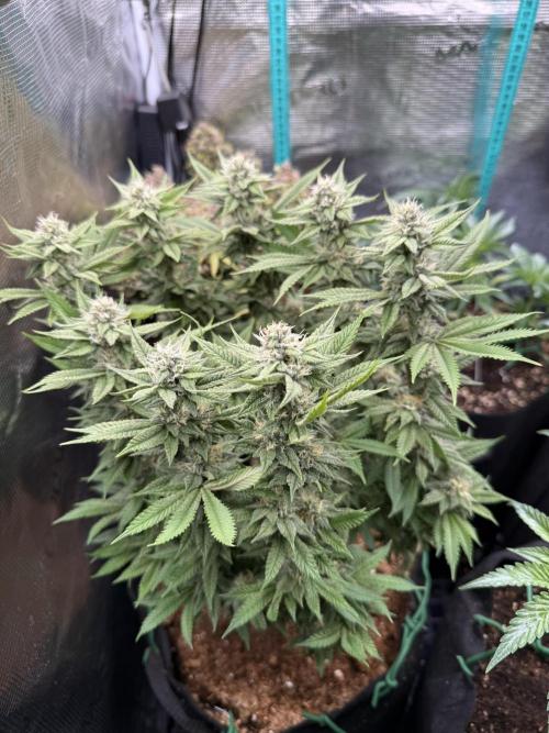 Primera fotopereodica GG4#. Week 13