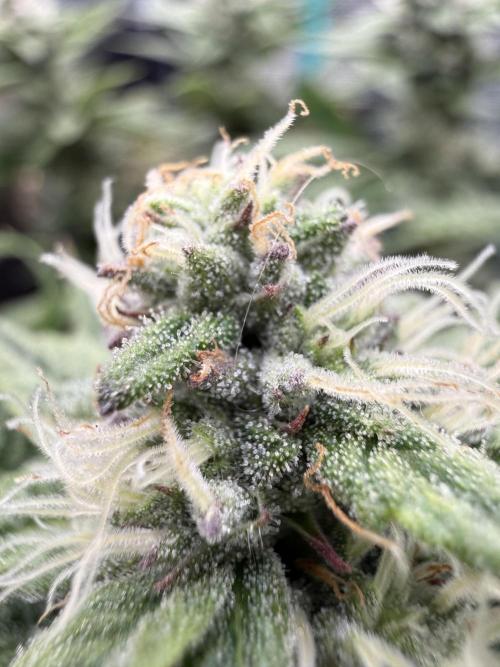 Primera fotopereodica GG4#. Week 13