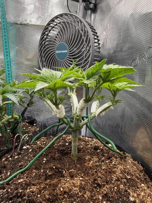 Time to experiment my theory on auto. Week 4