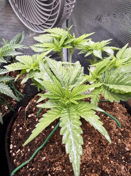 Time to experiment my theory on auto. Week 4