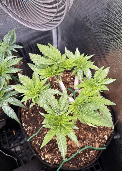 Time to experiment my theory on auto. Week 4