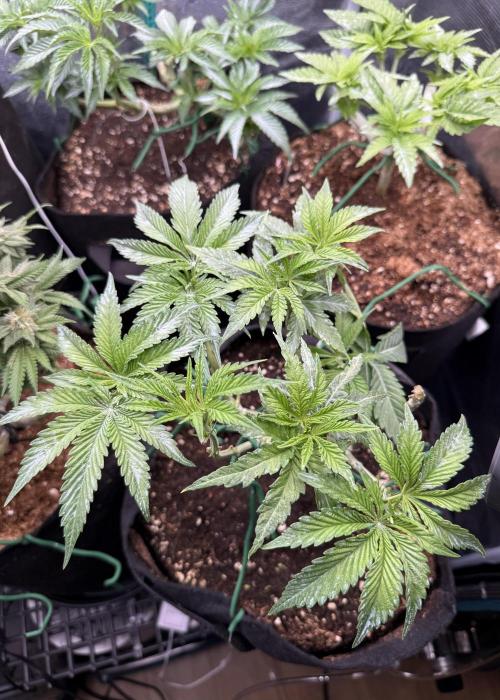 White Russian Runtz). Week 6 - day begins