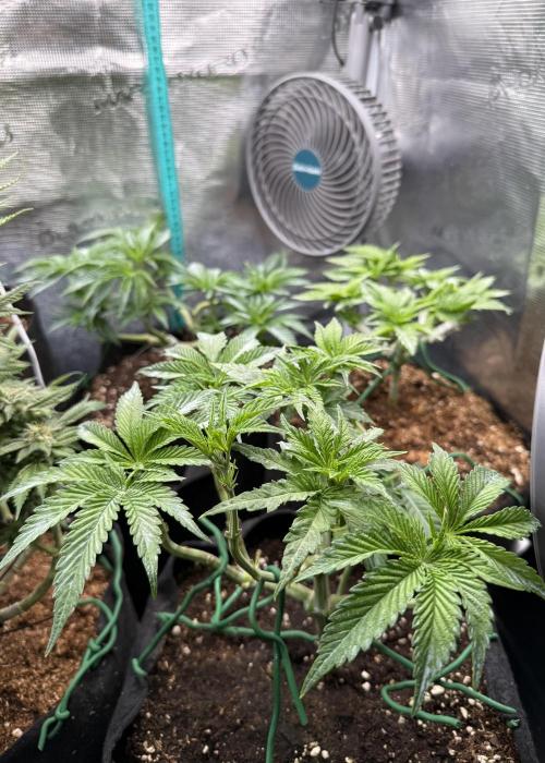 White Russian Runtz). Week 6 - midday