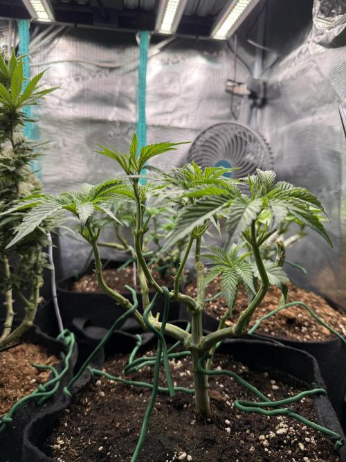 White Russian Runtz). Week 6 - midday