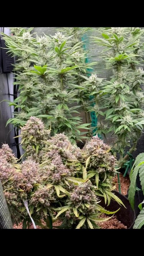 Hasse Grow Box