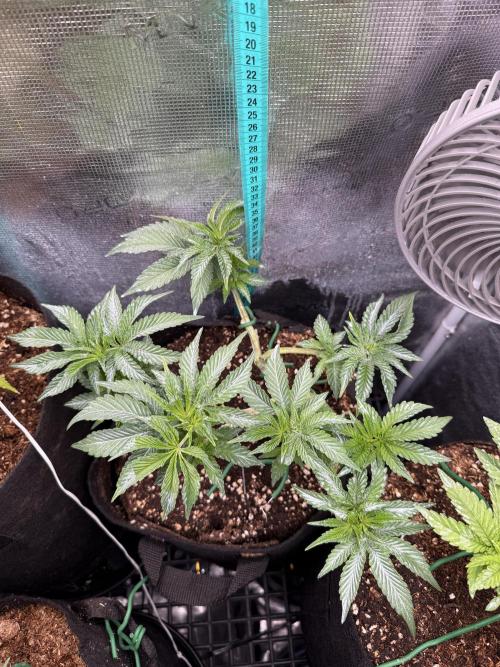 LCG 4U&4Me. Week 8 - day progress