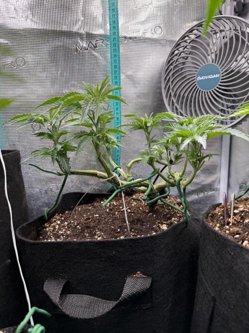 Lemon Cherry Gelato. Week 8