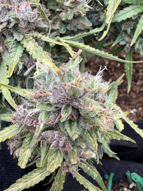 La semilla de mi hijo.My sons choice. Week 12