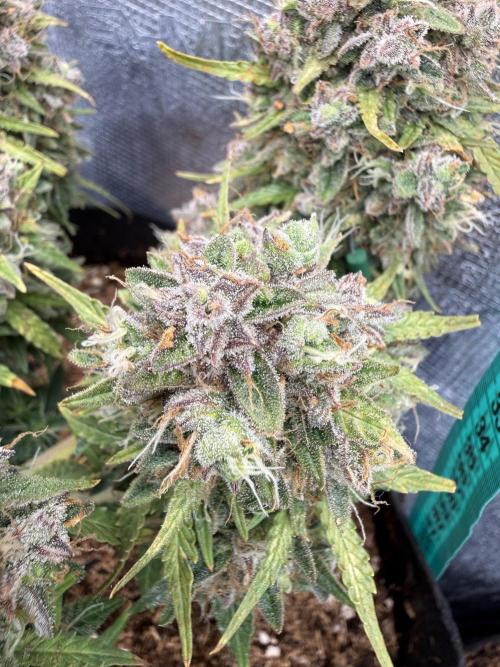 La semilla de mi hijo.My sons choice. Week 12