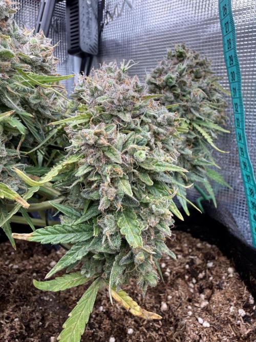 La semilla de mi hijo.My sons choice. Week 12