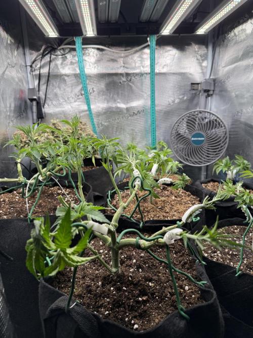 White Russian Runtz). Week 6 - end of day