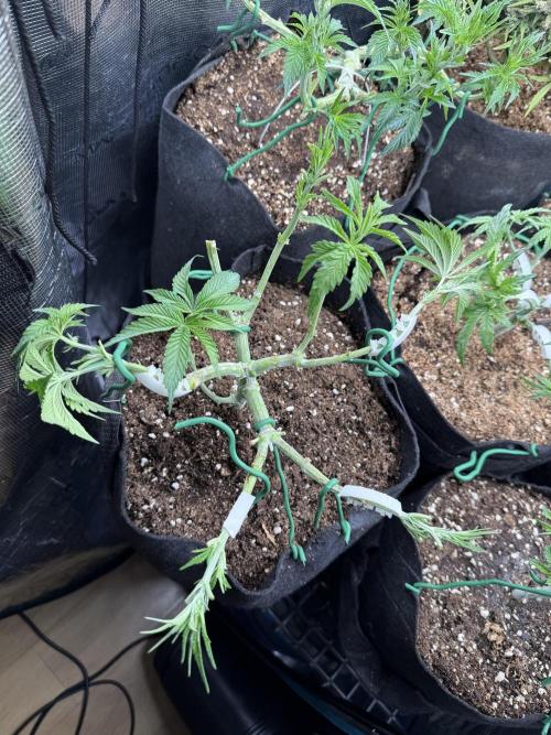 White Russian Runtz). Week 6 - some leaves goes out)