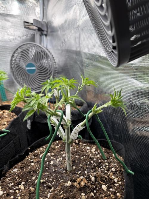 all eyes on weed. Week 5 - same level all colas?